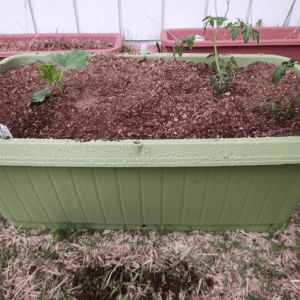 ４月２０日（水）に植えたミニトマトとキュウリのプランター