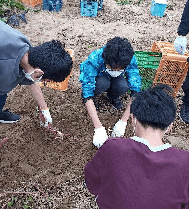 サツマイモを掘る生徒たち